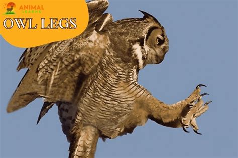 owl legs|owl legs secret weapon.